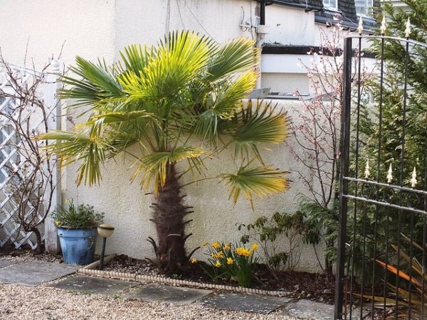  زراعة النخيل بجدة