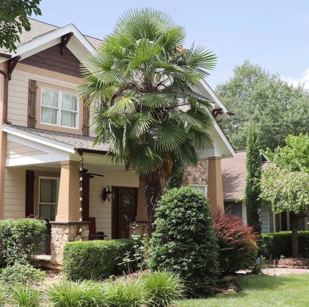  زراعة النخيل بجدة