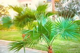  وقت زراعة النخيل