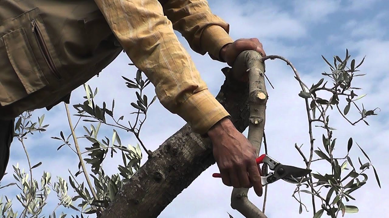 افضل وقت لتقليم الاشجار
