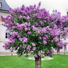 تقليم أشجار الزينة