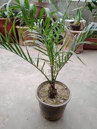 زراعة شتلات النخيل