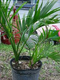 زراعة شتلات النخيل