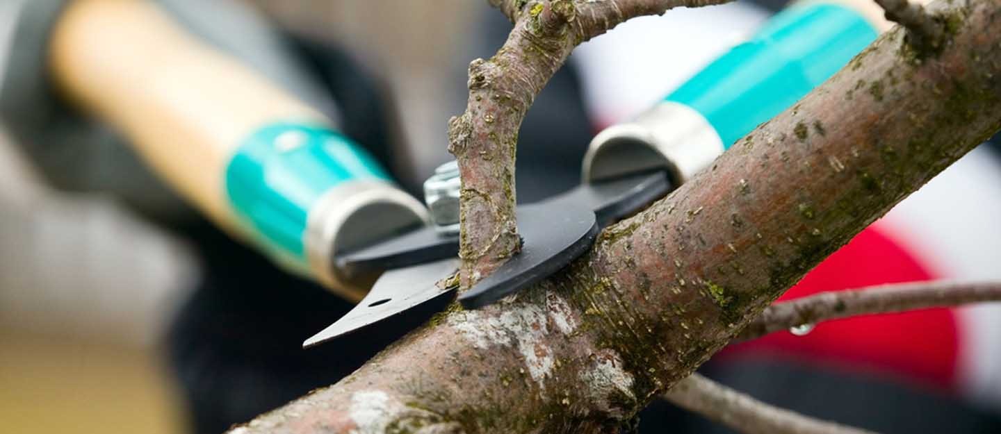 كيفية تقليم الاشجار