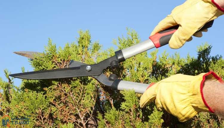 كيفية تقليم الاشجار