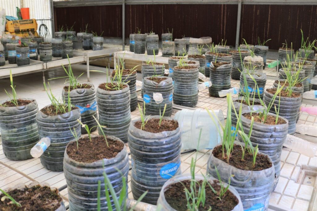 طريقة زراعة النخيل بالانسجة