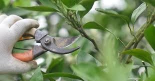 تقليم الحدائق