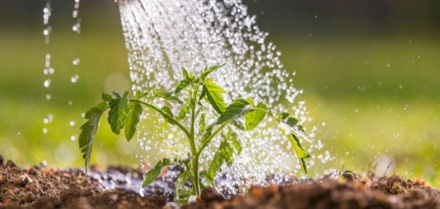 صيانة حدائق منزليه