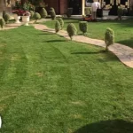 عشب طبيعي جدة نجمة البستان