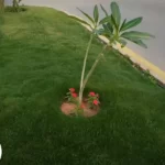 عشب طبيعي جدة