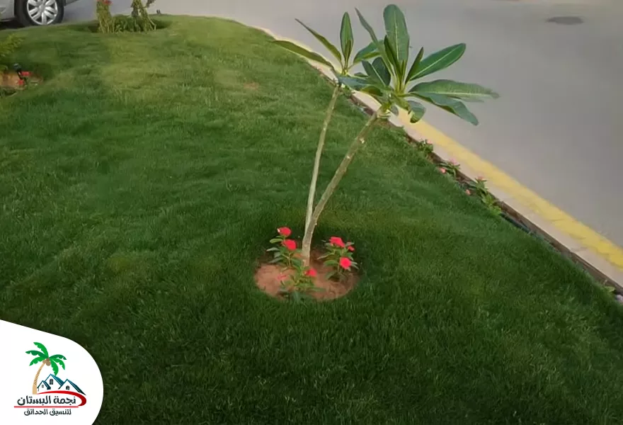 العشب الطبيعي