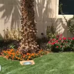 تنسيق حدائق جدة ومكة