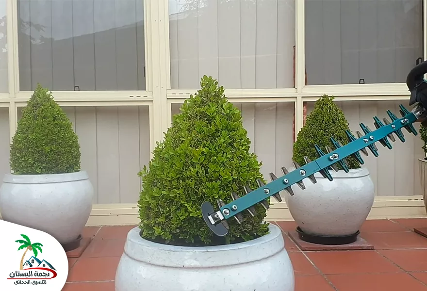 طريقة قص الشجر