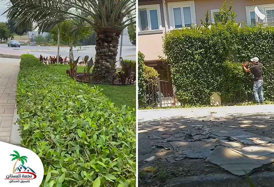 تنسيق حدائق