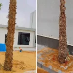 زراعة النخيل بجدة نجمة البستان