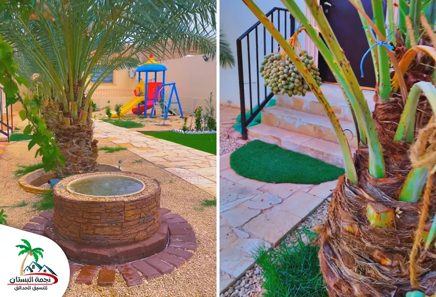 طريقة زراعة النخيل بالصور زراعة النخيل