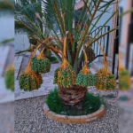 زراعة نخيل