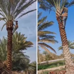 تكريب النخيل بجدة