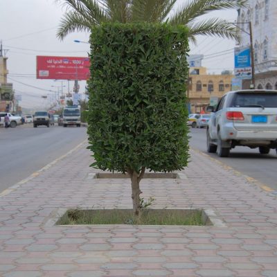 زراعة الاشجار جدة