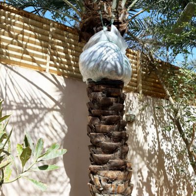 زراعة فسائل النخيل