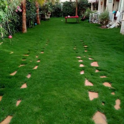 عشب طبيعي بجدة