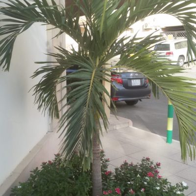 زراعة النخيل