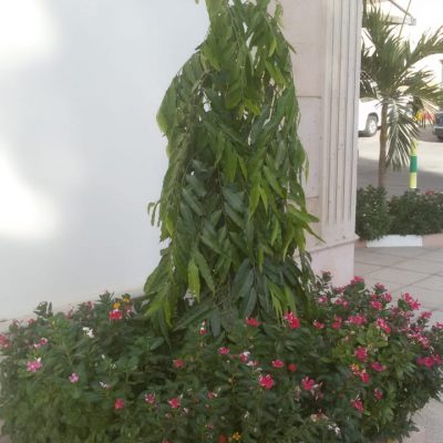 زراعة الاشجار بجدة