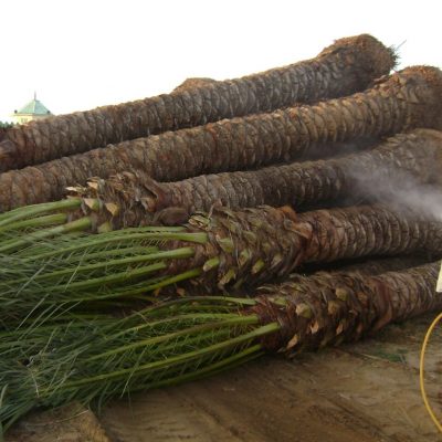 نقل فسائل النخيل