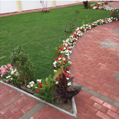 عشب طبيعي للحدائق بجدة